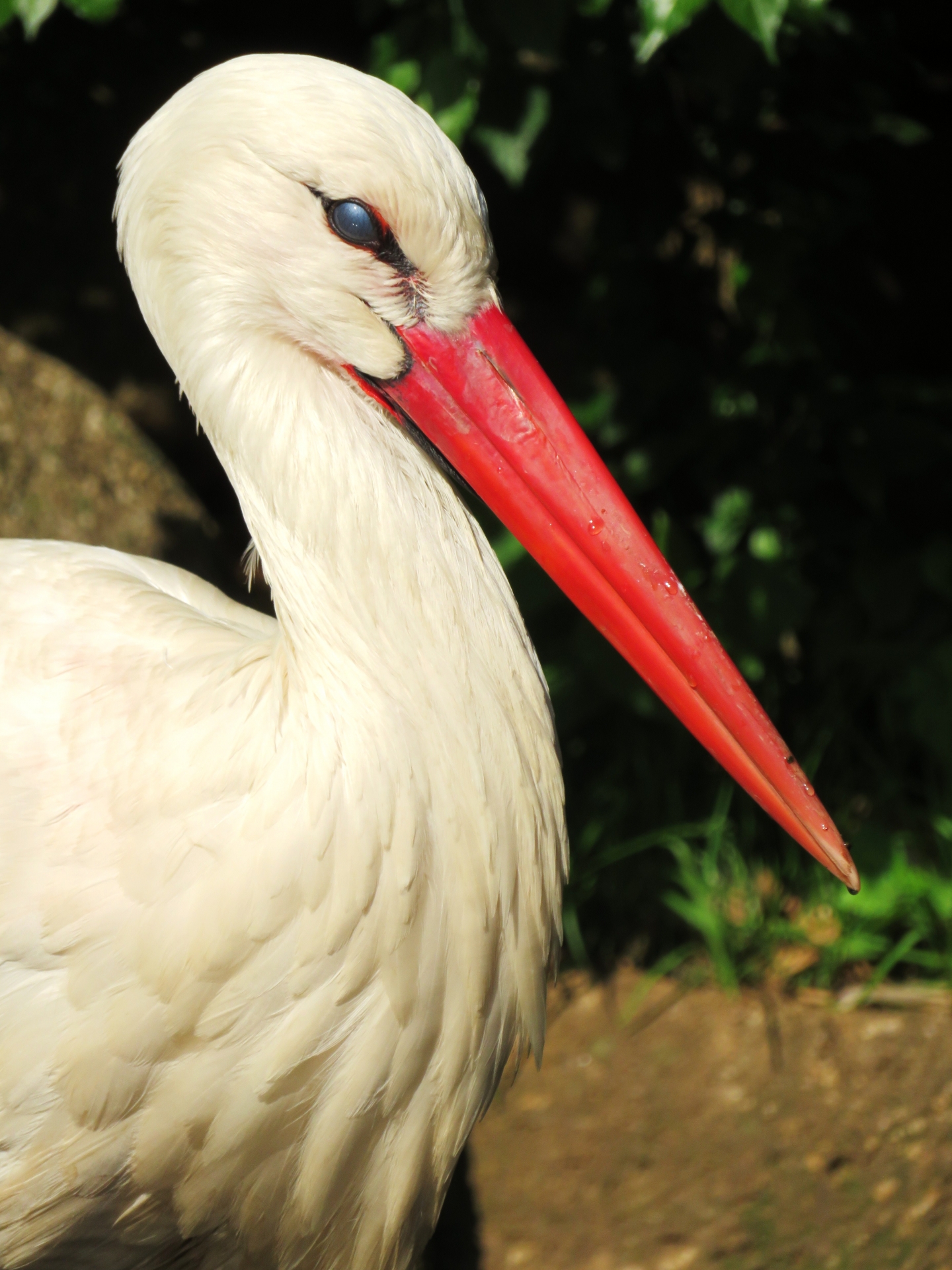 画像が表示されませんでした